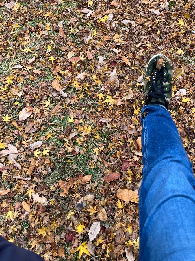 好きです落ち葉🍂