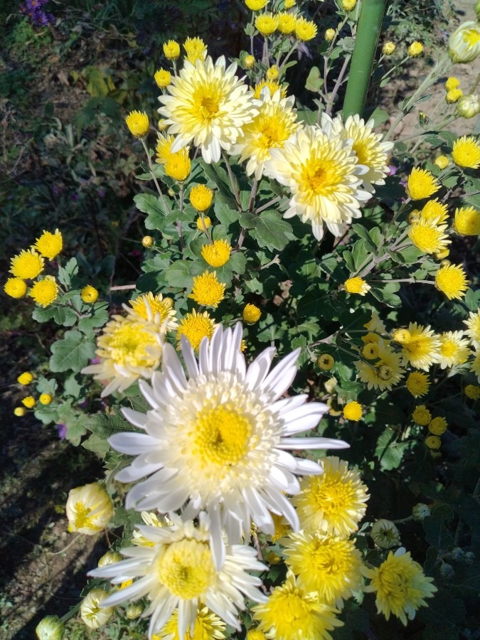 お花です！