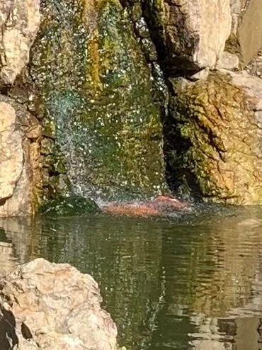 無位の滝に打たれる鯉⁉️