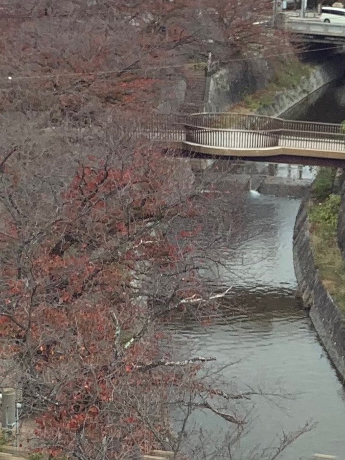 川面に浮かぶ紅葉🍁