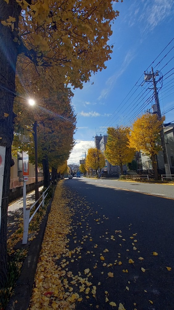 まだまだ綺麗✨