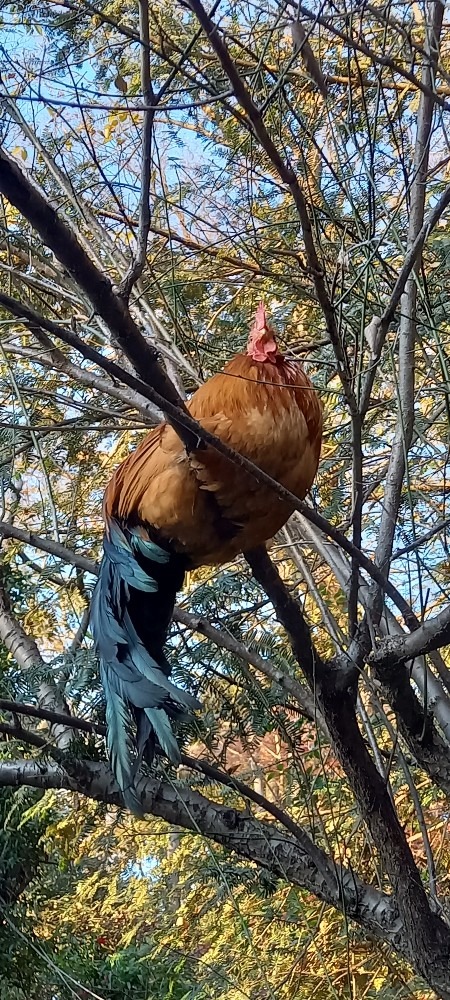 木の上の神鶏