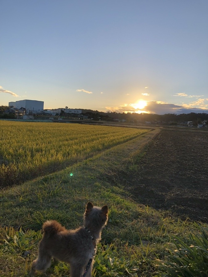 ☀️🐕又、見惚れてる♡