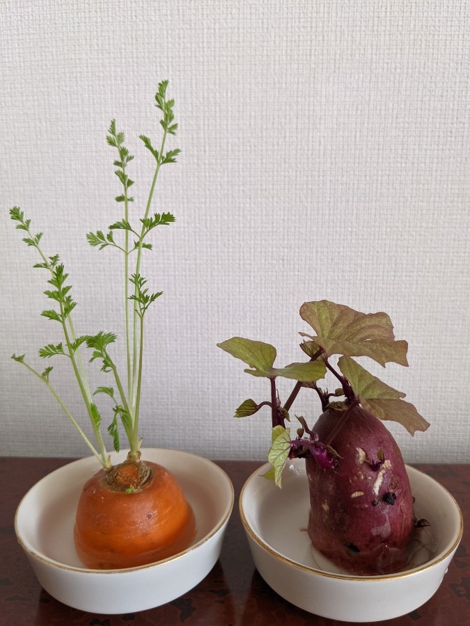 🥕🍠の芽🌱