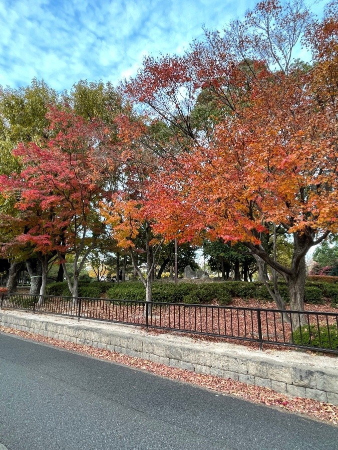 まだ楽しめる❣️