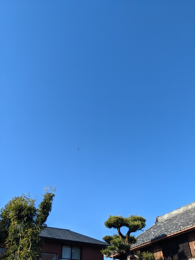 青💙空☀️