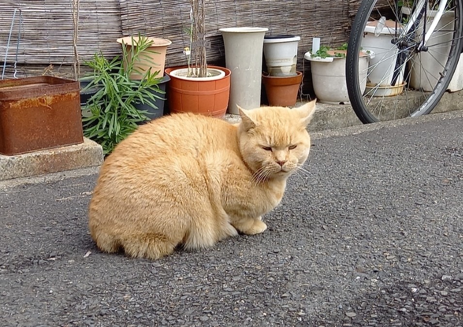 旅先で出会った猫