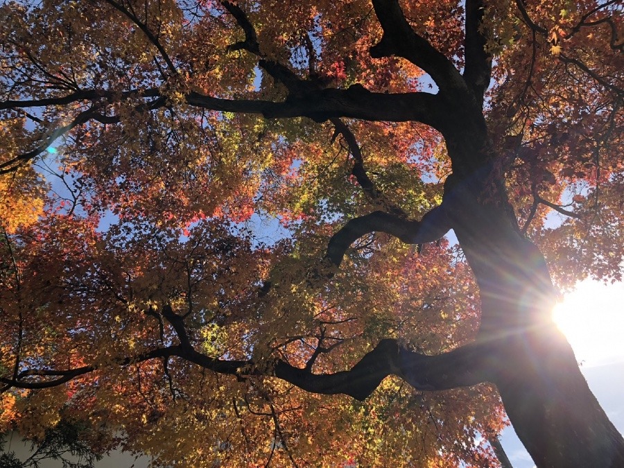 🍁☀️🐉水神様