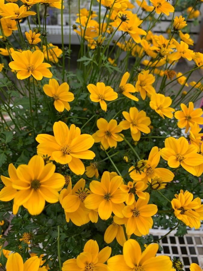 目が覚めます❗️〜ビデンス🌼❣️〜