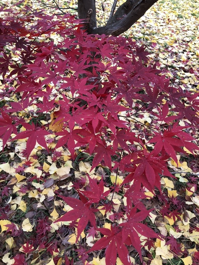 🍁良いなあ♪