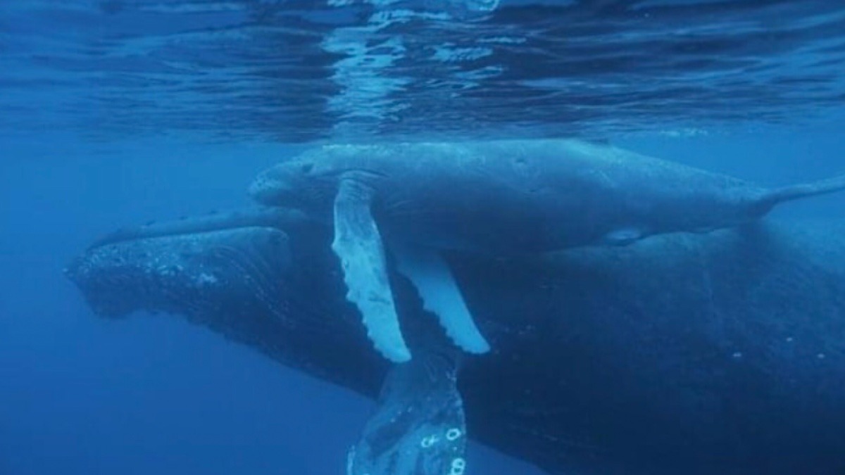 奄美大島の親子クジラ