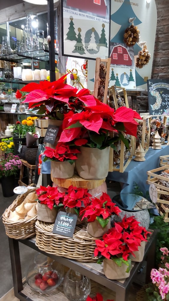 フラワーショップの、xmasの花達。