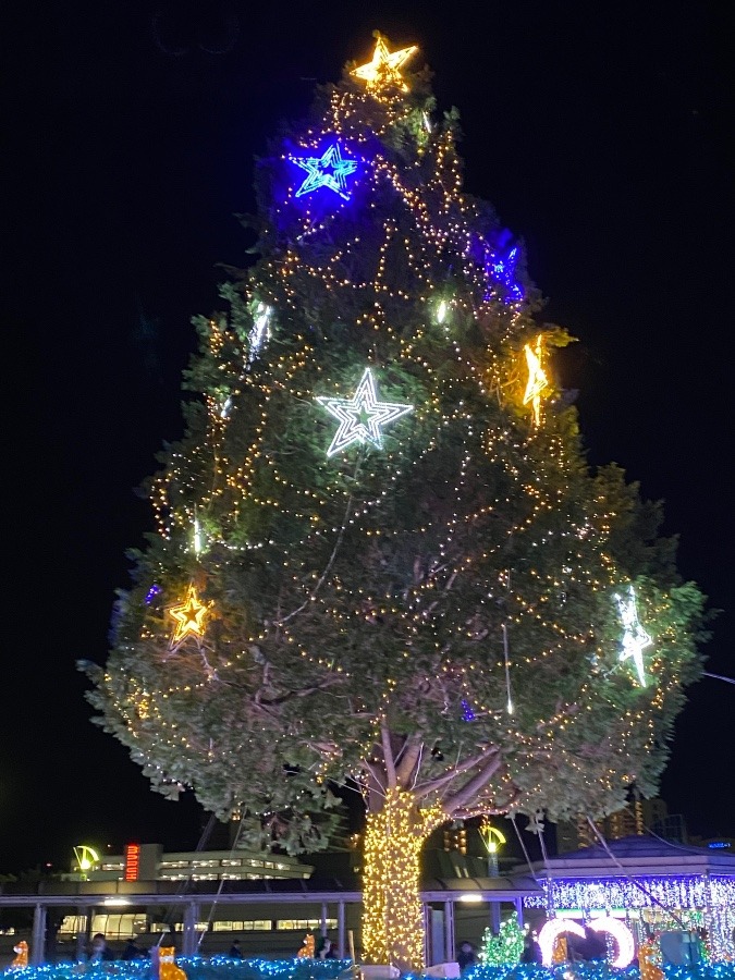 大きなクリスマスツリー