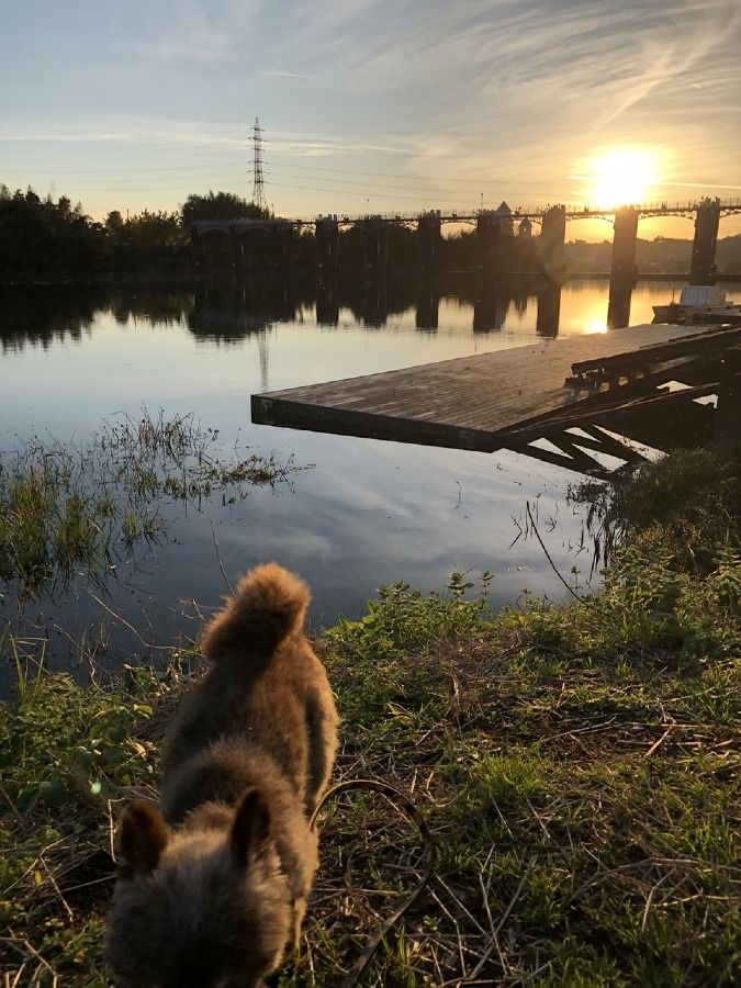 🌇🐕見切れた