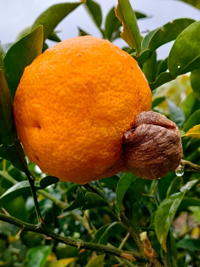 柚子に産み付けたオオカマキリの卵