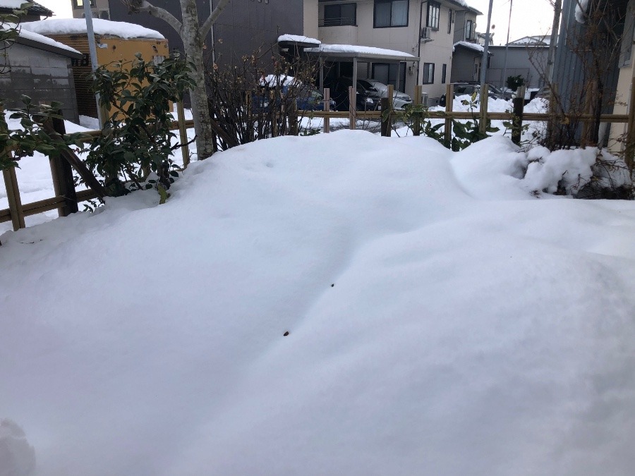 沢山雪が積もりました