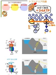 ミトコンドリアATP