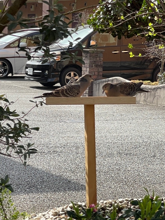 野鳥のエサ