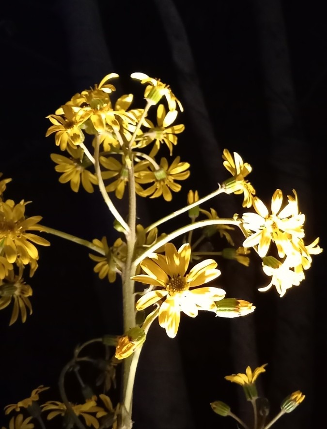 ライトアップされたこの花は