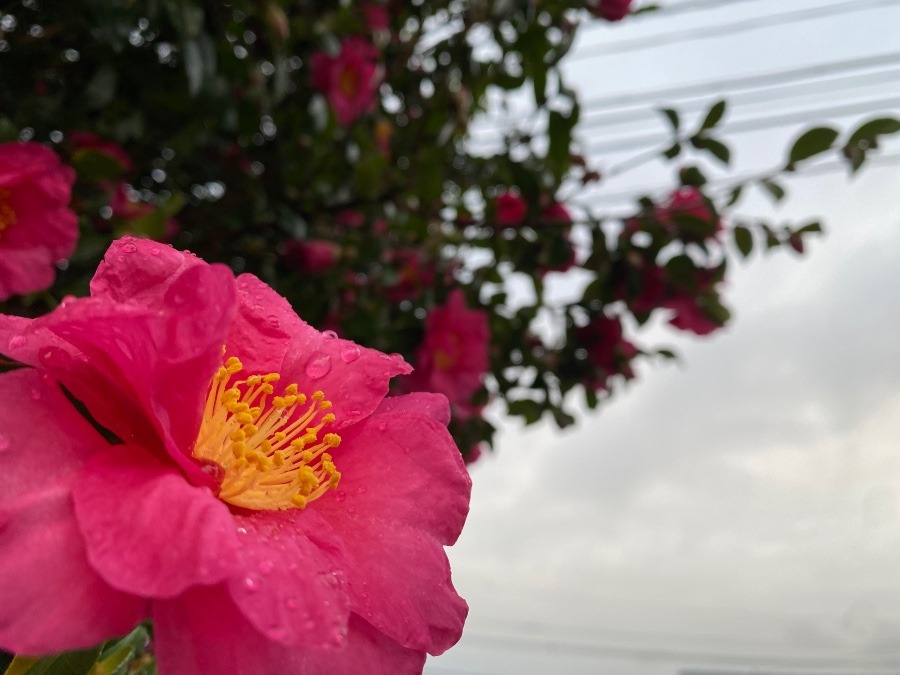 今朝は雨　12／4