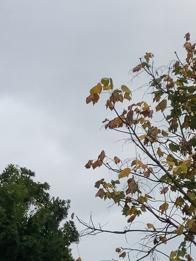 曇り☁️のち…