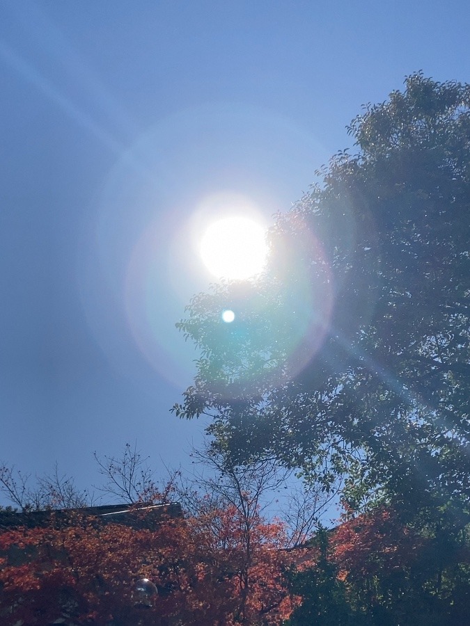 太陽の恵み✨