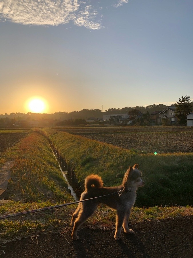 🌇🐕アンニュイ