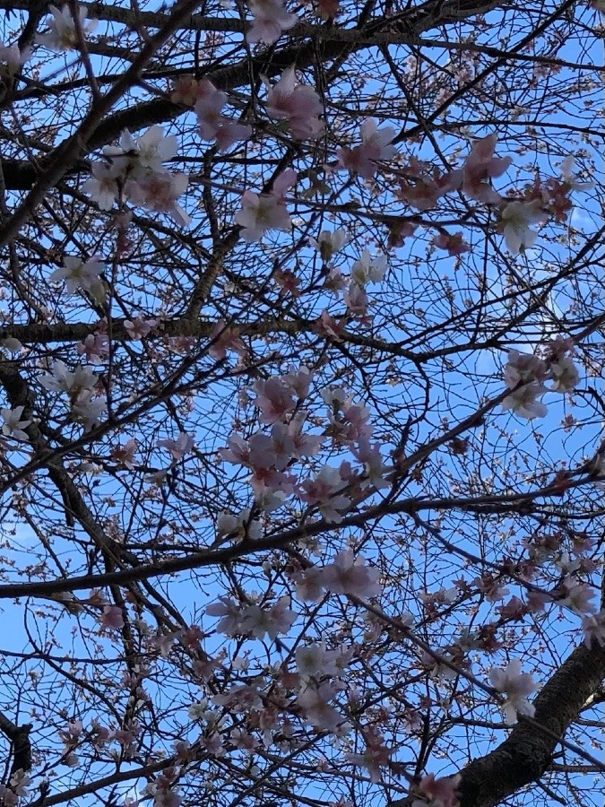 🌸施設の桜