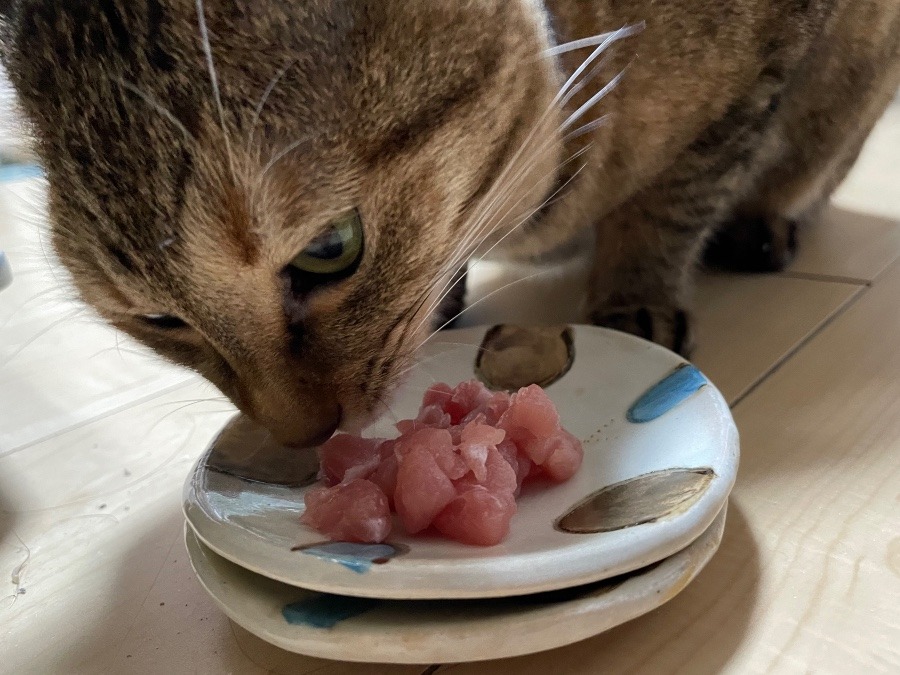 ルルしゃんのご馳走😽