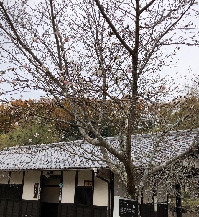 🌸里山の