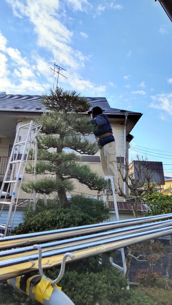 黒松の剪定！