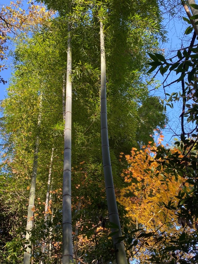 大きな竹です