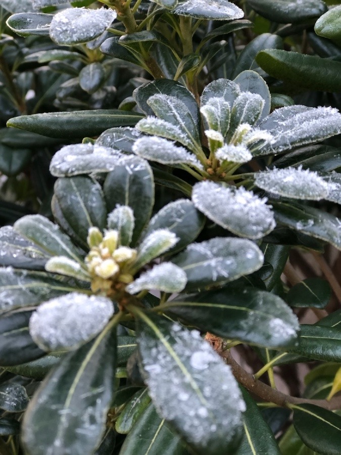 ❄️🧊最低氣温