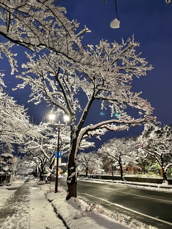 雪の桜並木  2