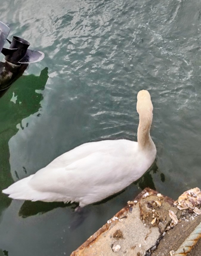 鳴瀬海岸の渡り鳥(1)