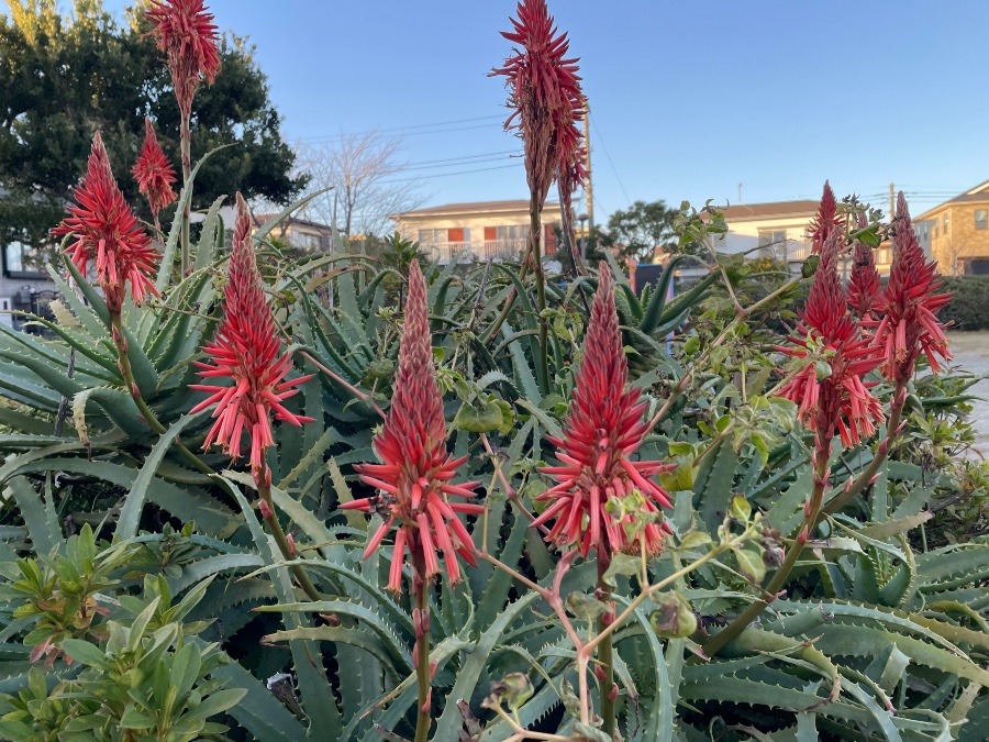 アロエの花って❣️今咲くの⁉️