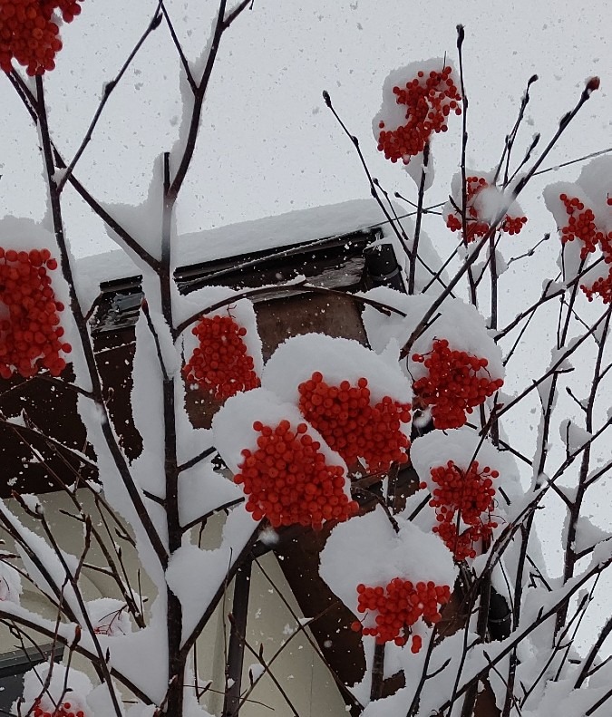 被りナナカマド🌿❄️