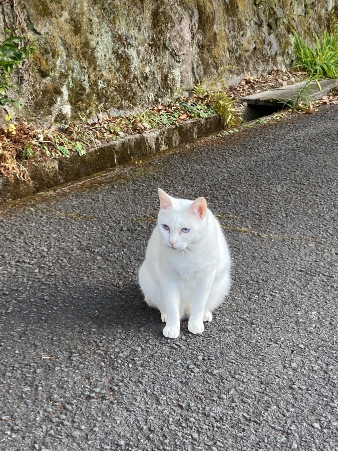 動真庵のスタッフ白猫ちゃん