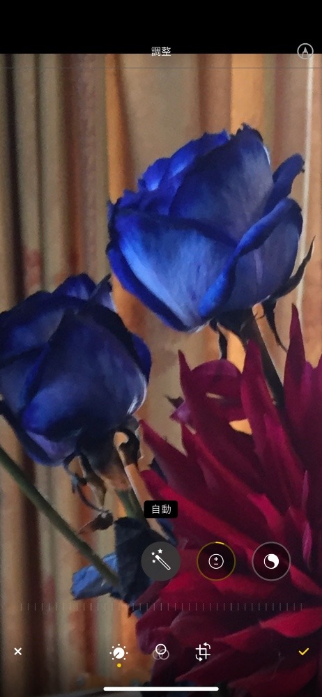 ブルーの薔薇　