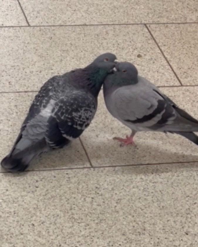 仲良し鳩のツーショット