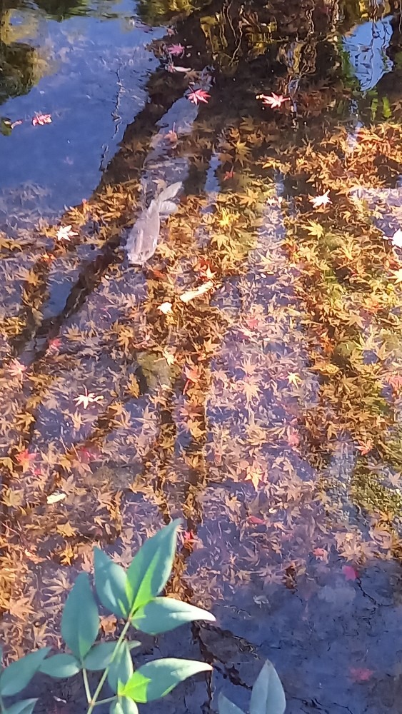 紅葉の絨毯と鯉