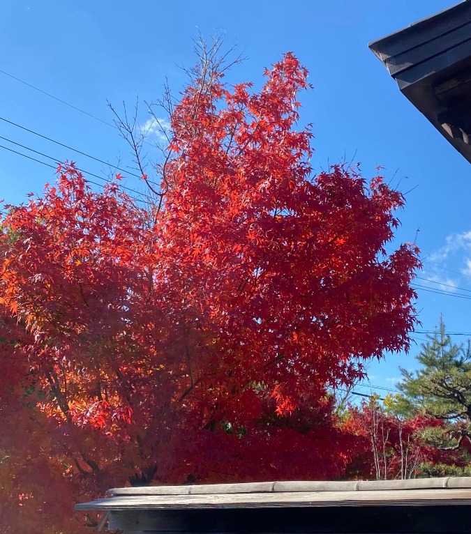 紅葉🍁龍雲寺にて