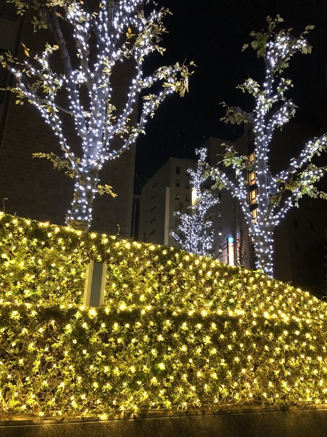 ✨✨🌲ホッとする