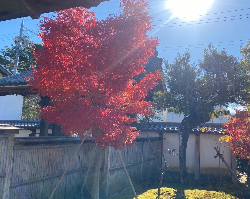 龍雲寺の光と紅葉✨✨