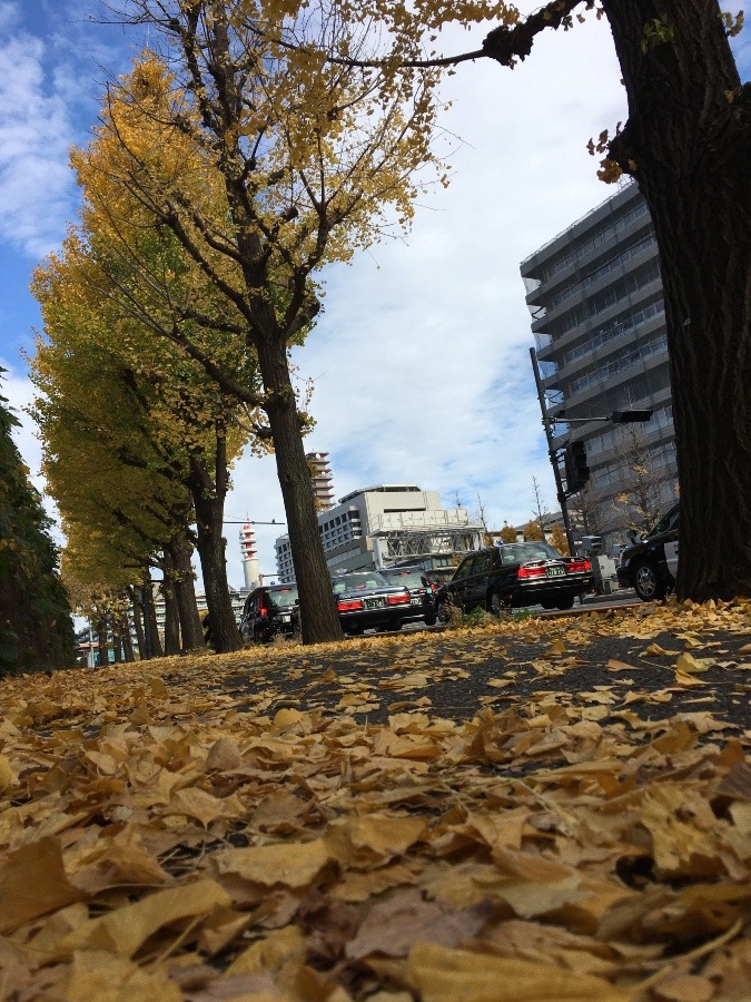 銀杏の絨毯