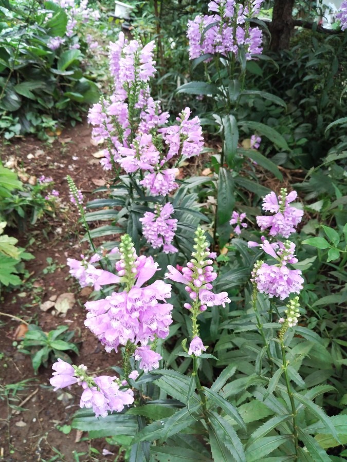 お花です。