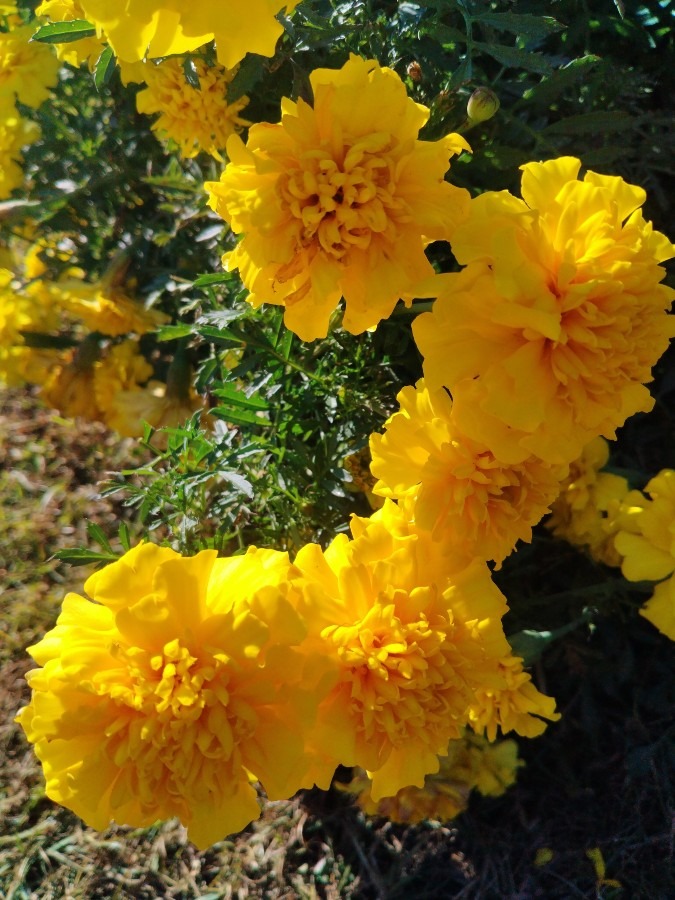 お花です！