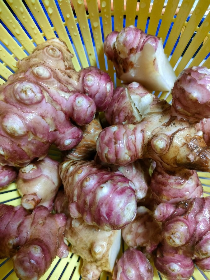菊芋の初収穫です