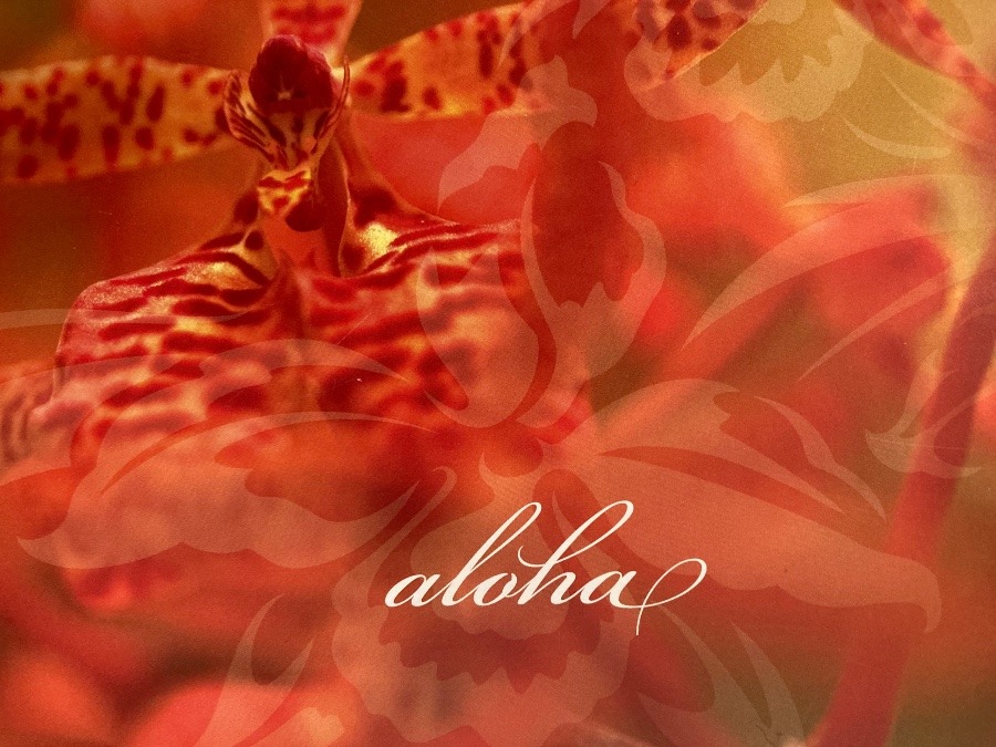 ハワイ気分:ハワイ語*ALOHA