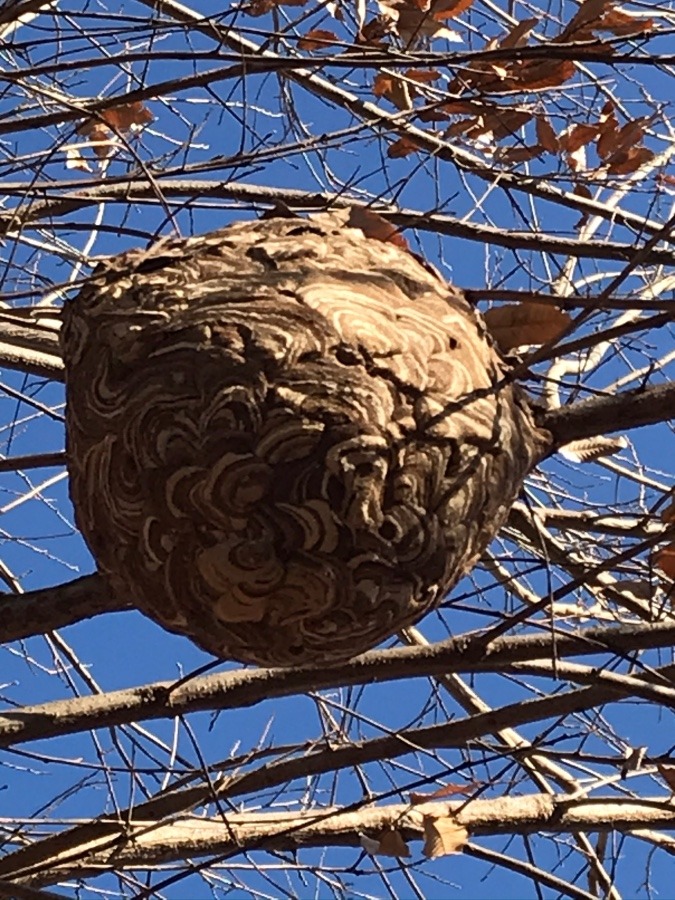 冬になって気づいたスズメバチの巣